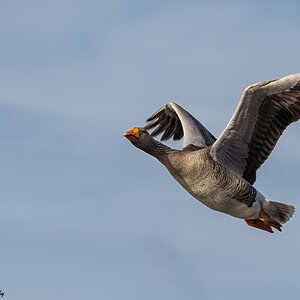 Greyleg Geese in flight-14.jpg