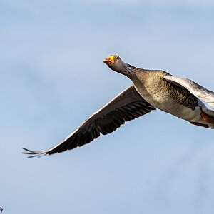 Greyleg Geese in flight-13.jpg