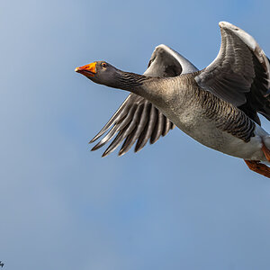 Greyleg Geese in flight-31.jpg