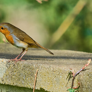 robin 2024 20.jpg