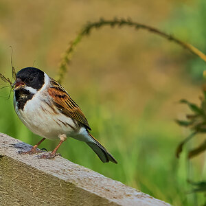 reed bunting 2024 2.jpg