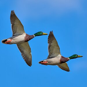 duck 2024 5.jpg
