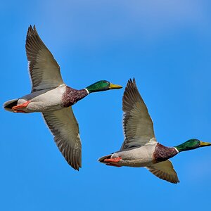 duck 2024 6.jpg