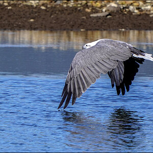 WBSE fly 6 r.jpg