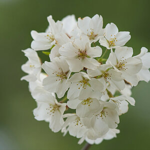 Puffball Cluster of Cherry Blossoms.jpeg