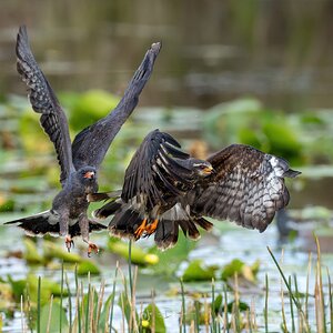 HuntSnailKitePair2-1.jpg