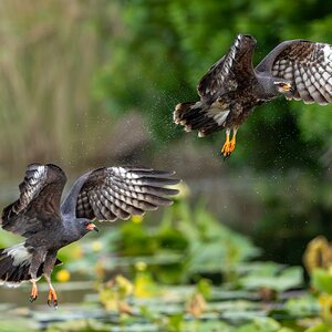 SnailKitePair3.jpg