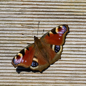 butterfly 2024 1.jpg