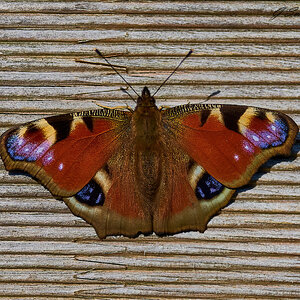 butterfly 2024.jpg