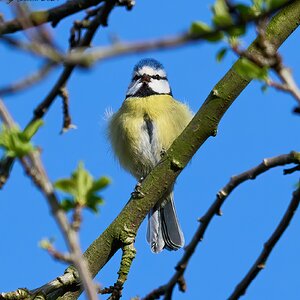 blue tit 2024.jpg