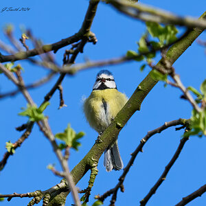 blue tit 2024 1.jpg