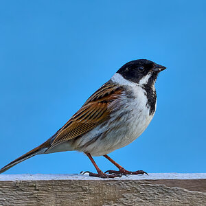 reed bunting 2024 4.jpg
