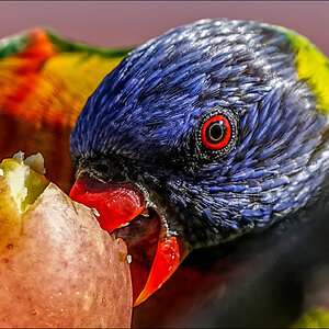 close Lorikeet r.jpg