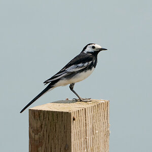 pied wagtail 2023 24.jpg