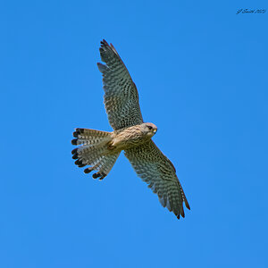 kestrel 2023 674.jpg