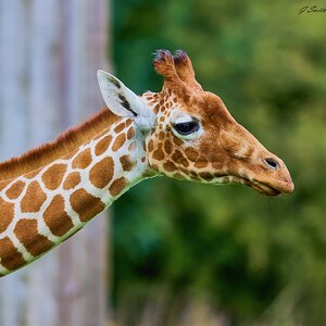 giraffe 2017.jpg