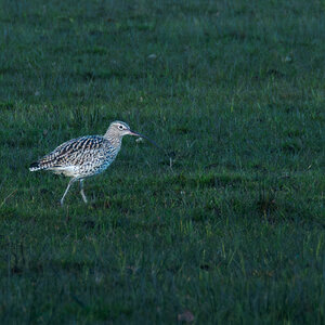 eruasian_curlew-1.jpg