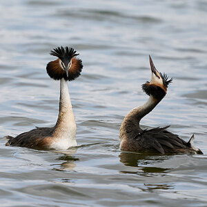 grebe 2023 21.jpg