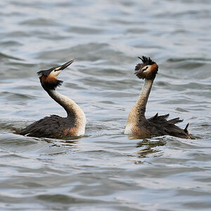 grebe 2023 26.jpg