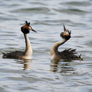 grebe 2023 24.jpg