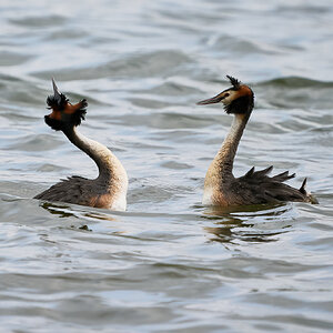 grebe 2023 20.jpg