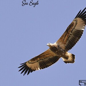 14 White-bellied Sea Eagle.JPG