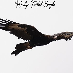 20 Wedge Tailed Eagle.JPG