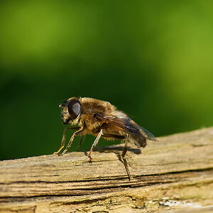 hoverfly 2024.jpg