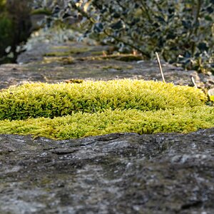 moss on wall-1.jpg