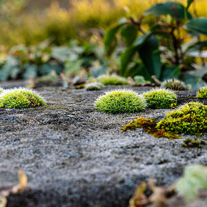 moss on wall-2.jpg