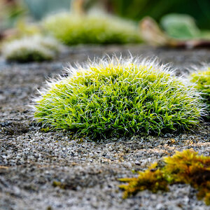 moss on wall-5.jpg