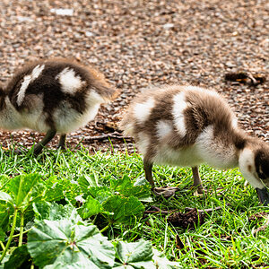 egyptian_geese_chicks-1.jpg