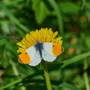 butterfly 2024 4.jpg