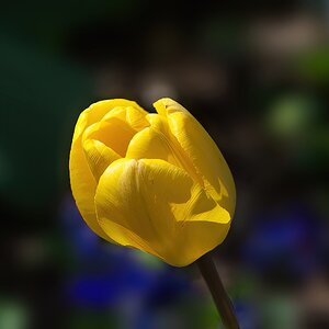 Yellow Tulip in Bloom.jpg
