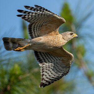 Redshouldered Hawk 10 Apr 2024.jpg