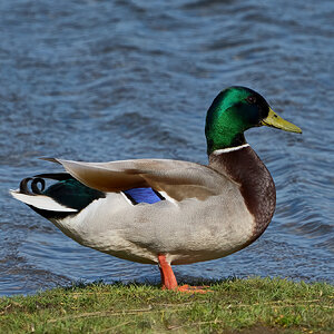 duck 2024 20.jpg
