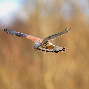 kestrel 2023 384.jpg