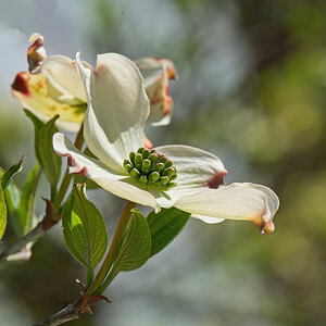 Dogwood in Bloom.jpg