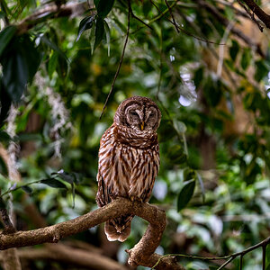 Barred Owl Leu Gardens March 2024.jpg