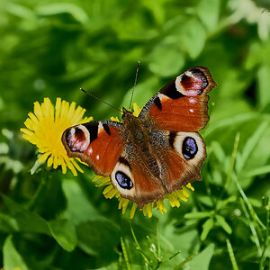 butterfly 2024 5.jpg