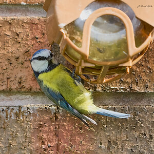 bluetit 2024 9.jpg