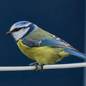 bluetit 2024 7.jpg