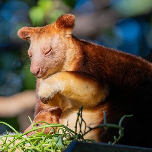 Goodfellow's Tree Kangaroo.jpg