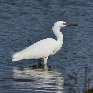 egret 2024 11.jpg