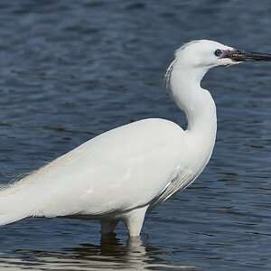 egret 2024 10.jpg
