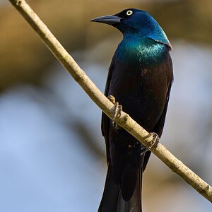 Boat-Tailed Grackle - Brandywine - 04152024 - 01.jpg