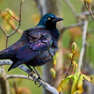 Boat-Tailed Grackle - Brandywine - 04152024 - 05.jpg