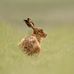 Brown Hare.jpg
