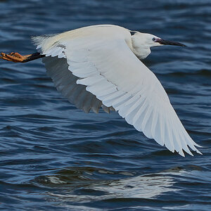 egret 2024 14.jpg