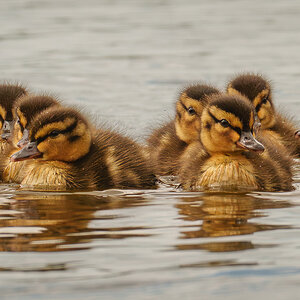 ducklings